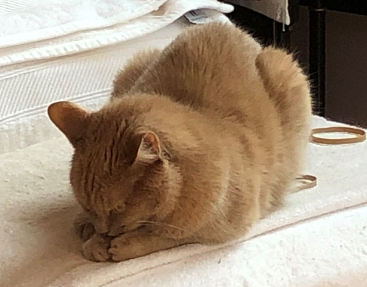 Winnie at Prayer