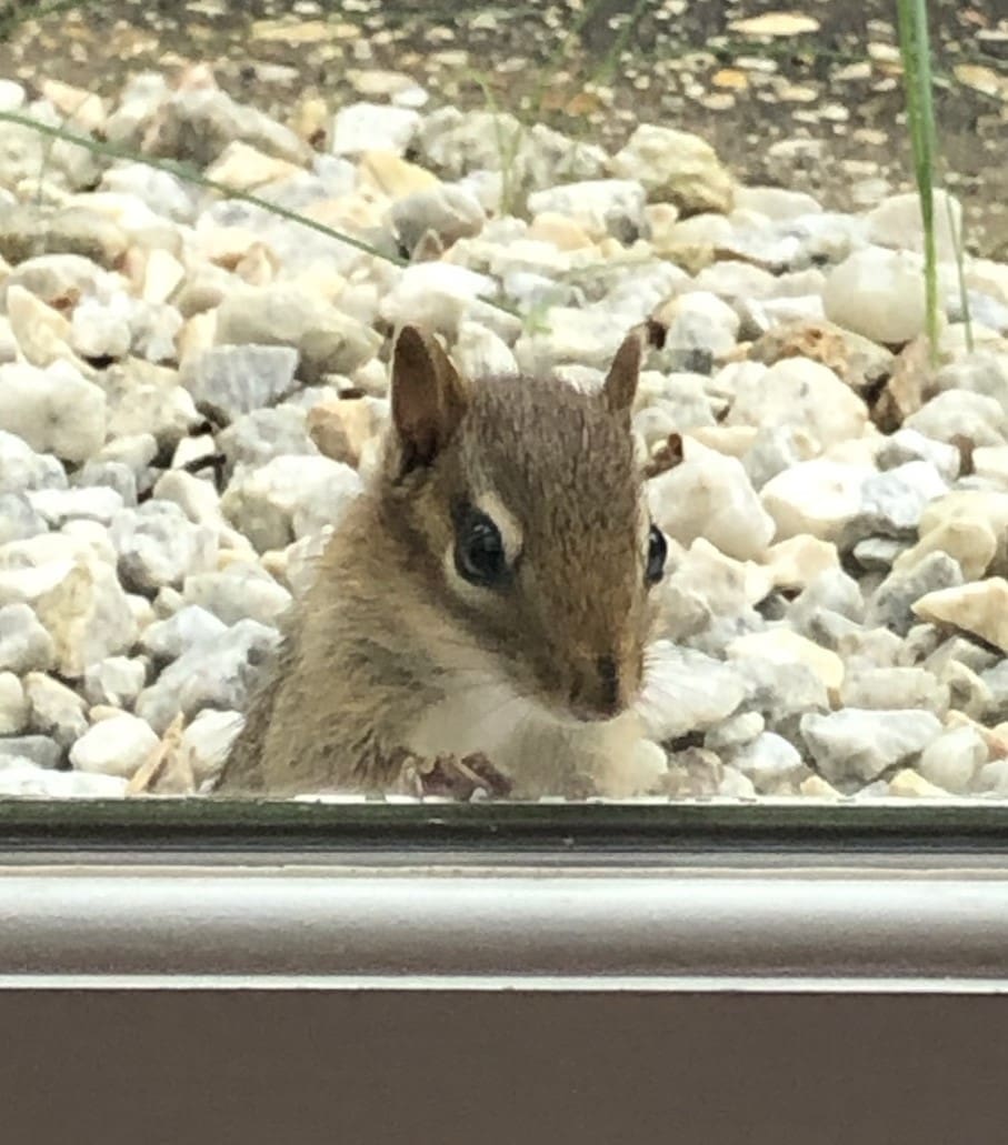Chipmunk IMG_7721 cropped