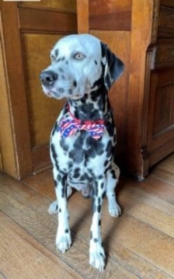 Topper the Dog