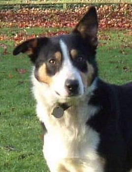 Welsh_Sheepdog cropped 3