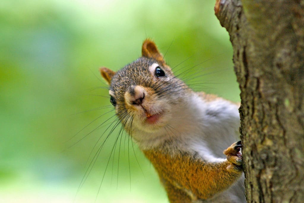 Red Squirrel Looking Around a Tree