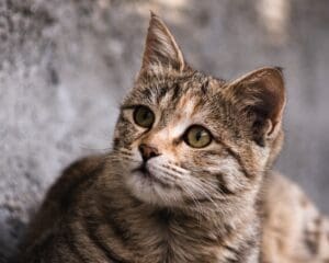 Callie Anne sajad-nori-xIjpx2dWbu8-unsplash