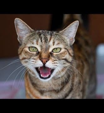 cat singing