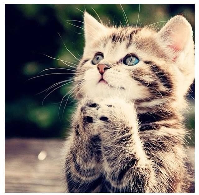Praying Cat dac4916e6979cf1249c3f294622cef40