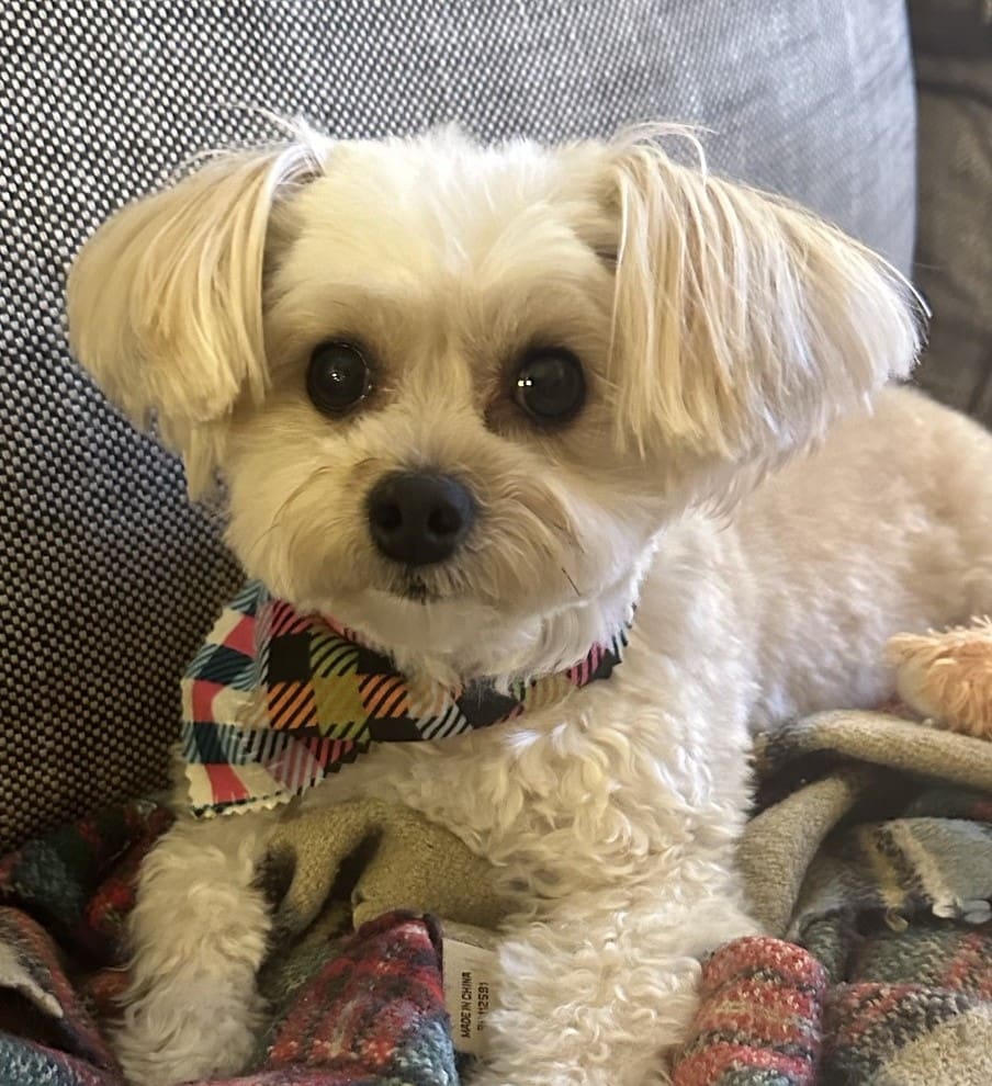 Peanut – Jersey City, New Jersey