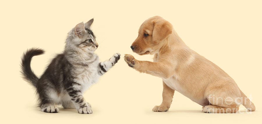 high-five-lab-act-warren-photographic