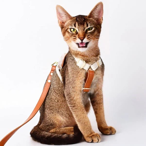 cat on leash 2
