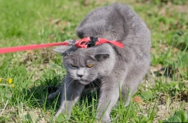 cat on leash