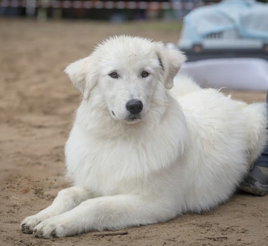 Dog Italian iStock-2167577845 cropped