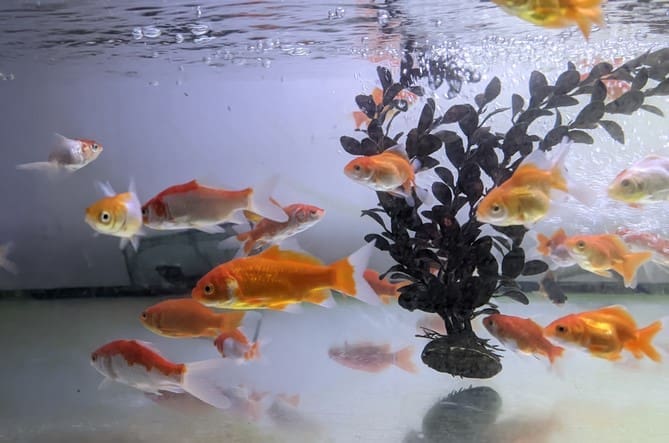 Fish iStock-1749865331 cropped