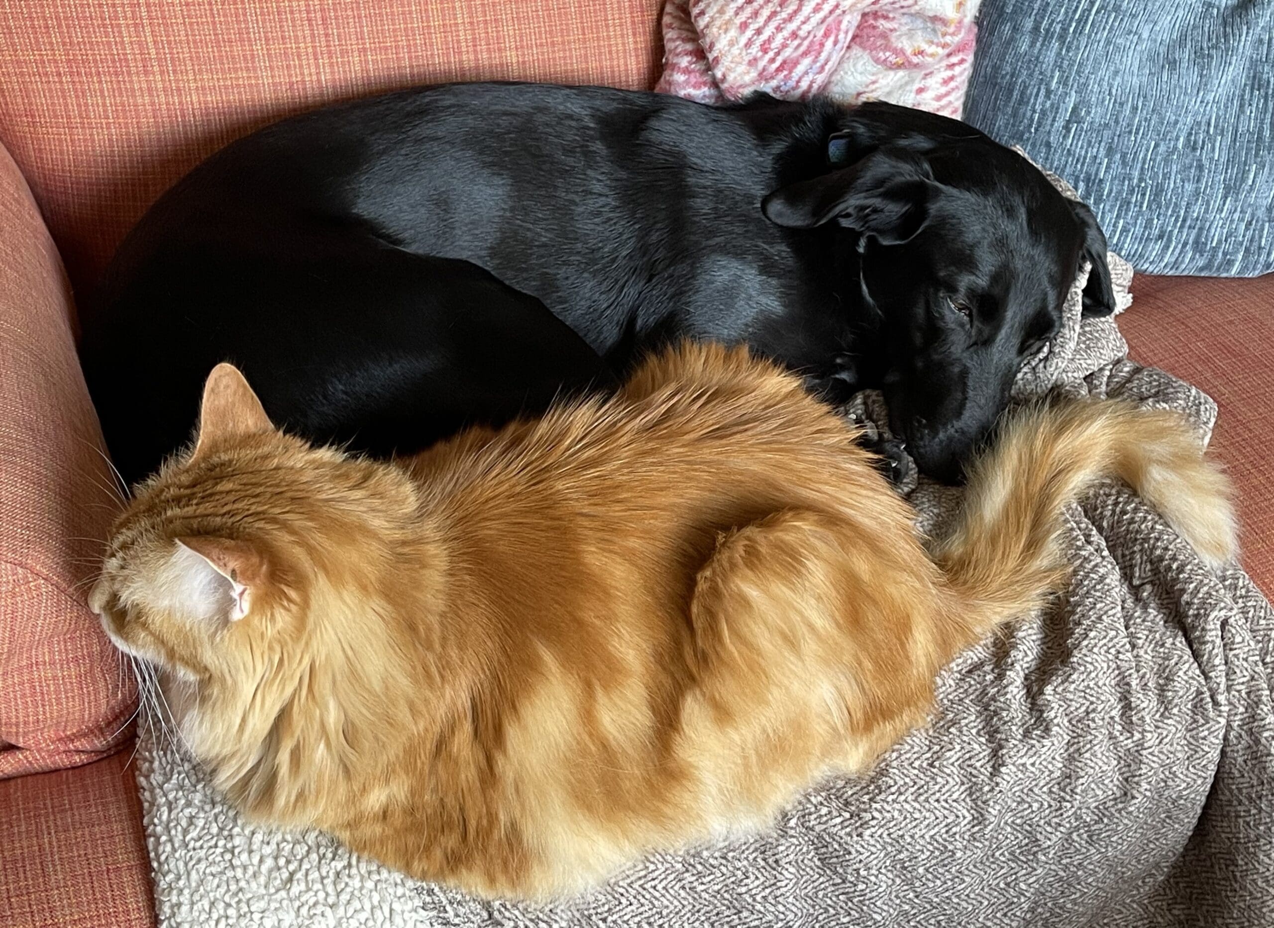 Mr Pippin & EmmyBFA9FE6F-9589-cropped and resized