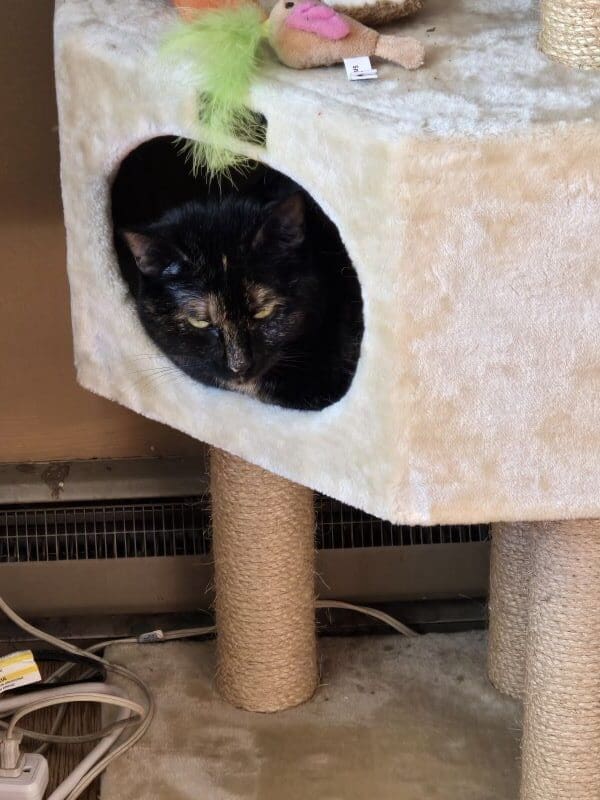 Sophie 1 resized