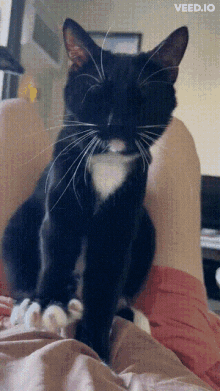 kneading cat