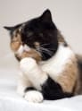 Cat thinking