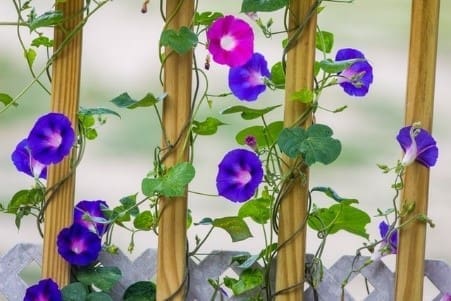 Trellis2