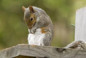 Sad Squirrel reddit