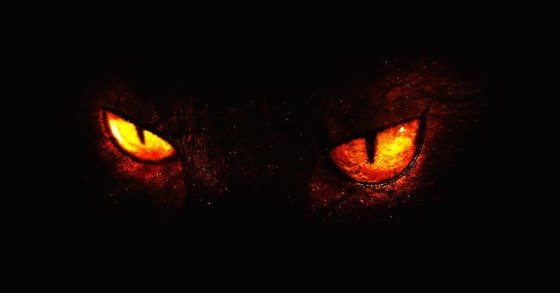 devil cat