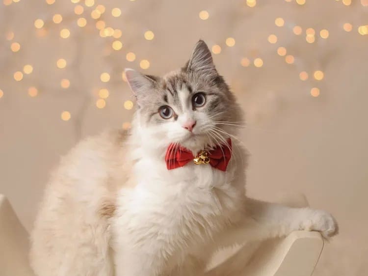 cat-new-years-resolutions jpeg
