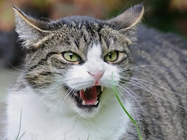cat-1865538_1280