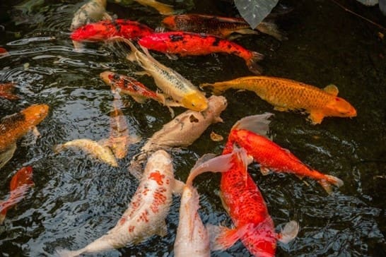 Fish2